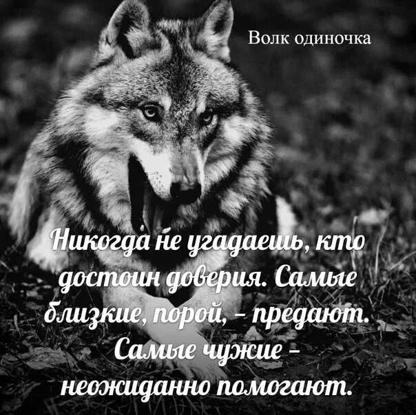 Статус одиноко проживающего. Волк одиночка статусы. я волк одиночка. одинокие волки. статусы с волками.