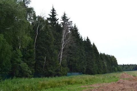 Новая москва лес