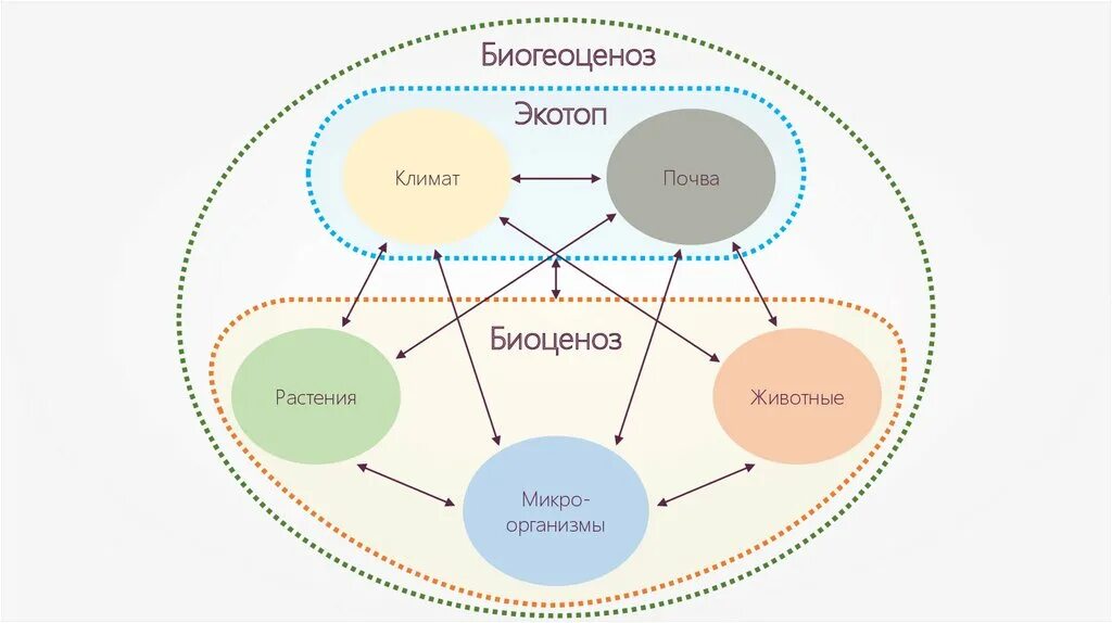 Экосистема биоценоз Экотоп. Структура биогеоценоза схема. Биогеоценоз биотоп биоценоз. Биогеоценоз и его компоненты. Биогеоценоз основа