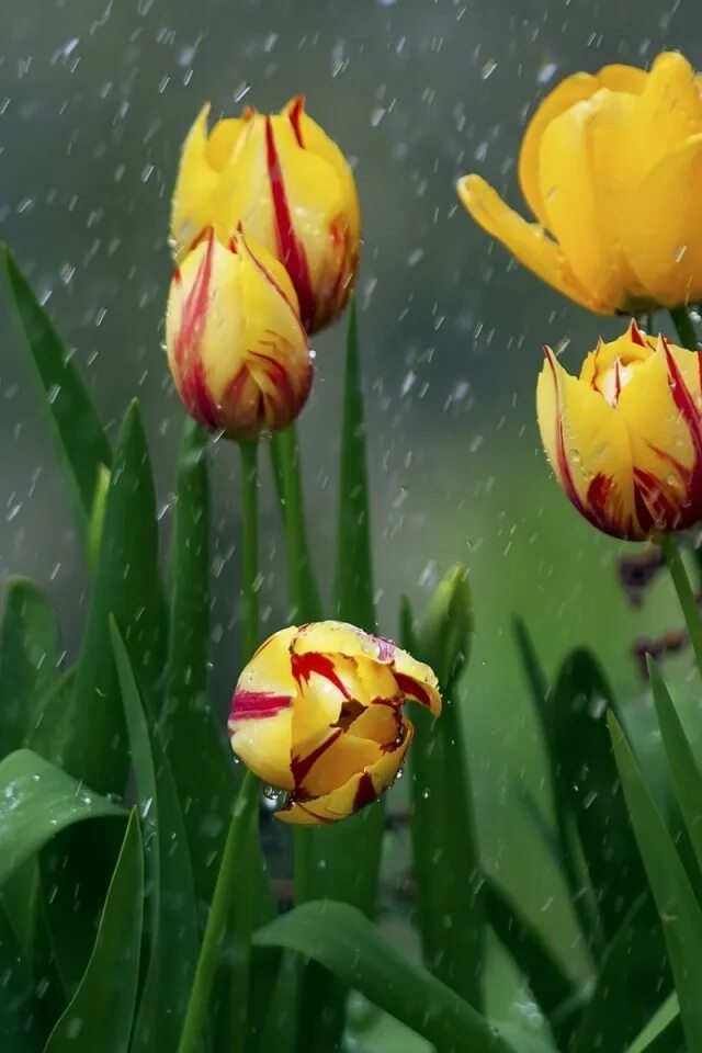 Цветы тюльпаны. Живые тюльпаны. Сказочный тюльпан. Тюльпаны и дождь.