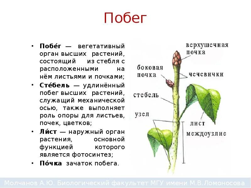 Побег и почки, строение стебля и листа.. Строение-побег-стебель с расположенными на нем листьями и почками. Вегетативные органы корень стебель лист. Корень, побег, листья и почки, это ..................... Органы растения.. Назовите вегетативные органы