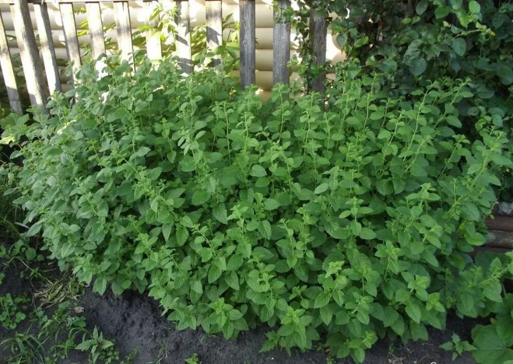 Кусты мяты