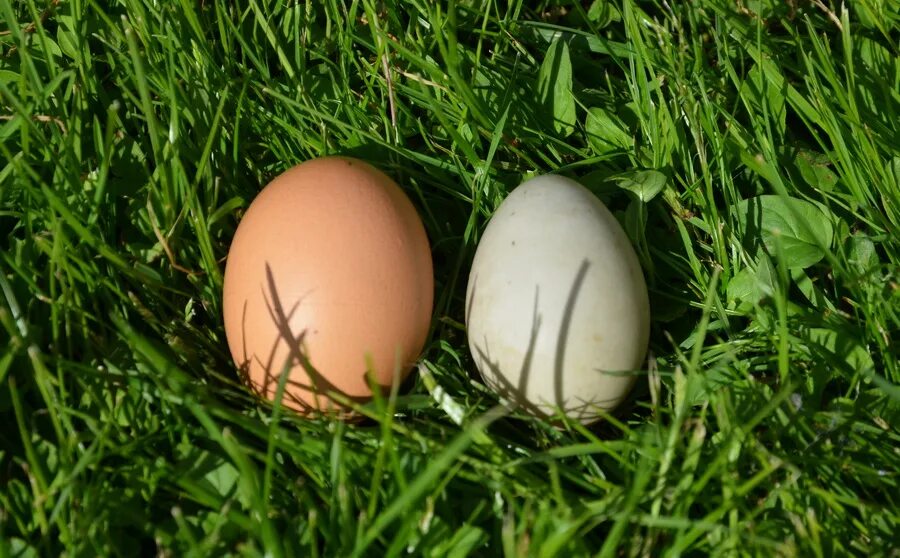 Яйцо. Яйцо на траве. Яйцо куриное. Яйцо белое.