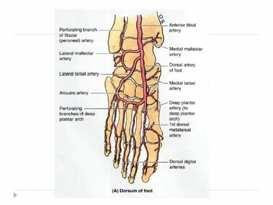Артерии стопы анатомия. Артерия дорсалис педис. Основные артерии стопы