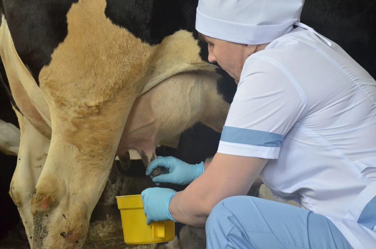 Бруцеллез крс ветеринария. Бруцеллез бурсит у коровы. Ветеринария в сельском хозяйстве. Паратуберкулезный энтерит крупного рогатого скота. Животные больные бруцеллезом.