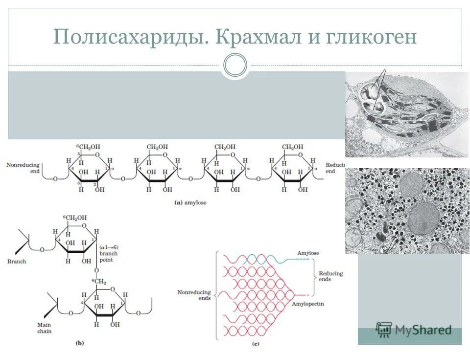 полисахаридом животной клетки является
