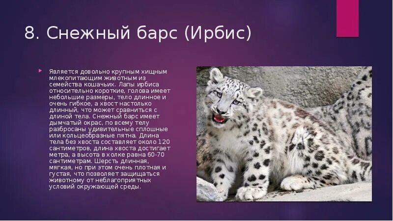 Почему ирбис