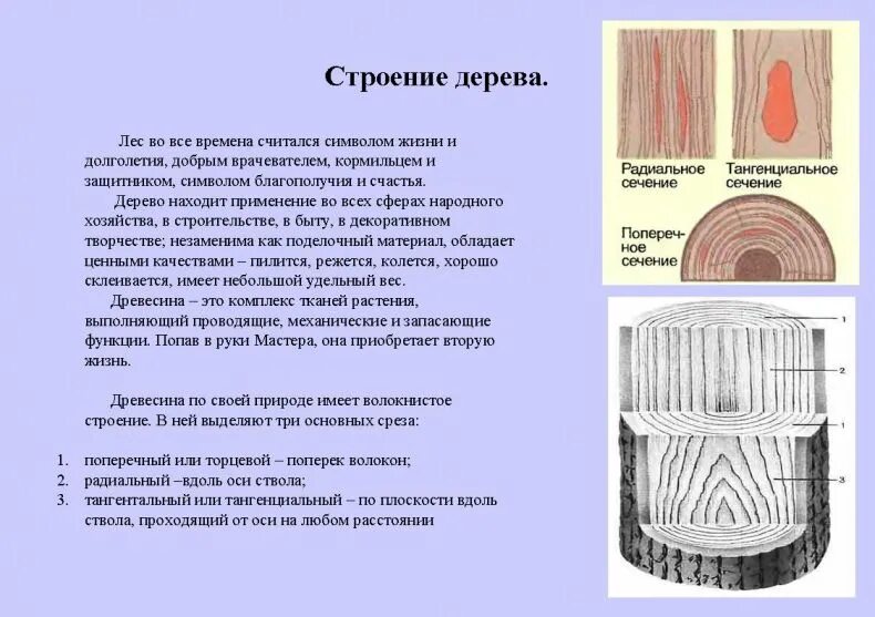 Какое сечение дерева. Сечение древесины. Строение древесины. Поперечное сечение древесины. Строение древесины главные разрезы ствола.