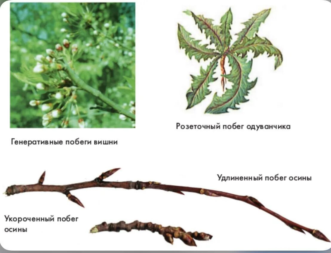 Удлиненные и укороченные побеги. Укороченный побег схема. Удлиненные укороченные и розеточные побеги. Удлиненный и укороченный побег яблони. Удлиненный укороченный и розеточный побег.