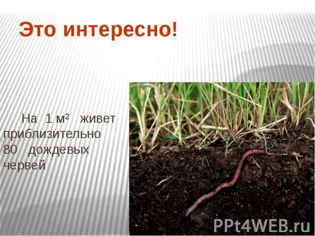 Почва это 3 класс окружающий мир. Факты о почве. интересные факты о почве для детей. интересные факты о почвенных обитателях. интересные факты о почве для 3 класса.