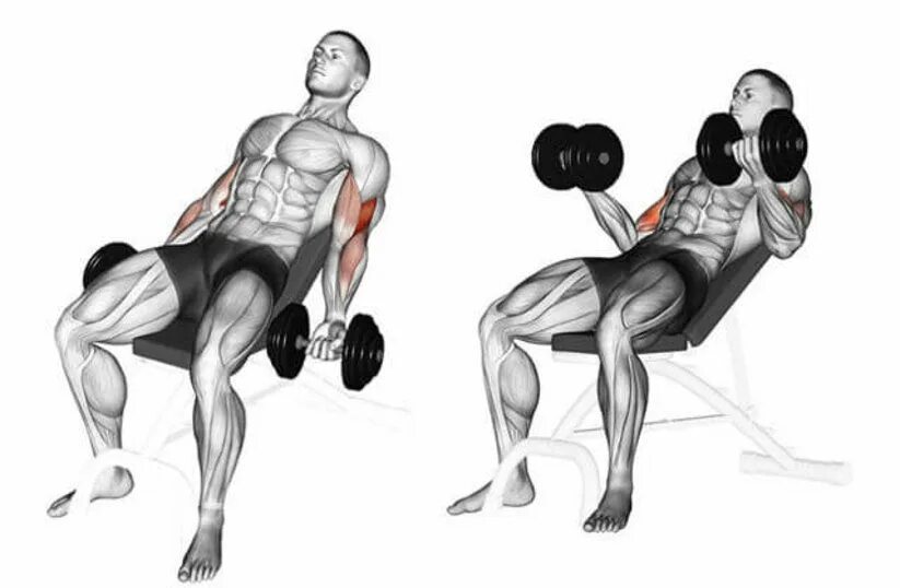 Curl 4. Incline Bench Dumbbell Curl. Упражнения на бицепс с гантелями на скамье. Incline Barbell Curl. Сгибания с гантелями стоя.