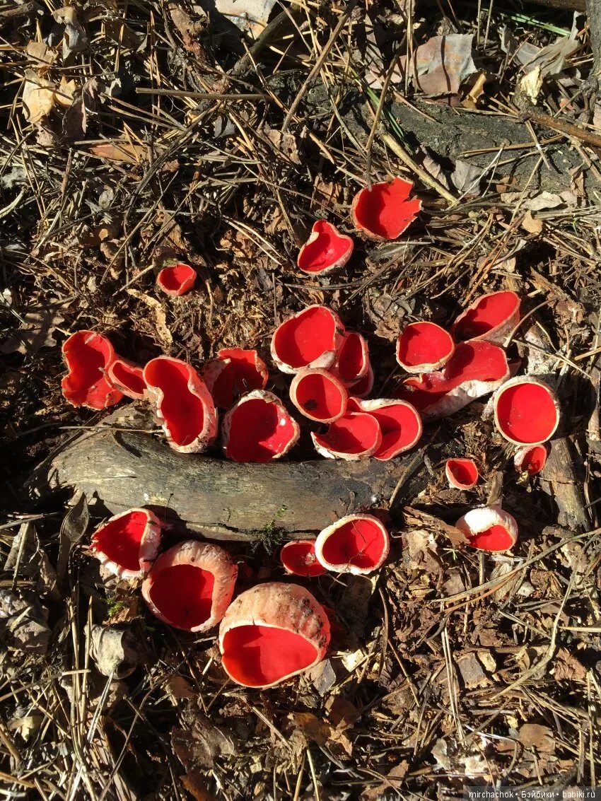 Первый гриб весной название. Саркосцифа алая. Съедобные весенние грибы Алтая. Первые весенние грибы съедобные. Первые весенние грибы.