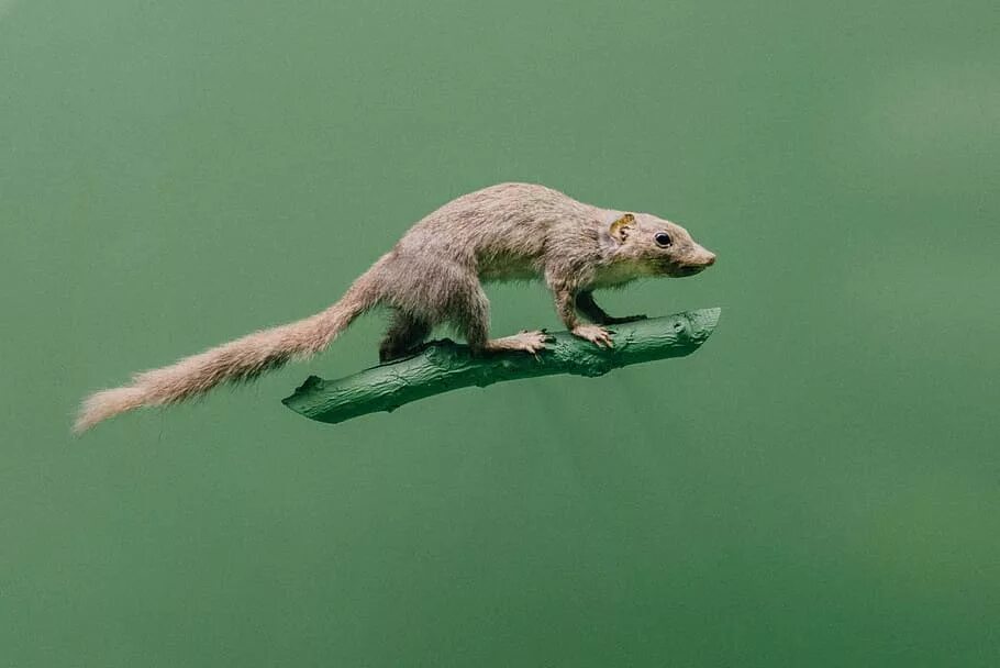 Светло бурый зверек обычно охотится на белок. Wild Life rat. Sican. Бегущая крыса фото Дикая.