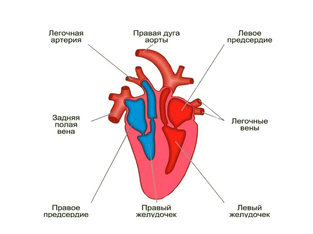 Схема строения сердца птиц. Схема строения сердца и кровеносной системы птиц. Строение сердца и кровеносной системы птиц. Кровеносная система птиц схема сердце. Сердце млекопитающих состоит из двух