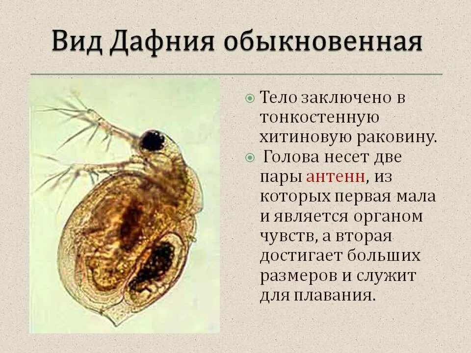 Какой тип кровеносной системы характерен для дафнии. Ракообразные дафния и Циклоп. Дафния отряд Жаброногие. Низшее ракообразные дафнии. Дафния среда обитания.