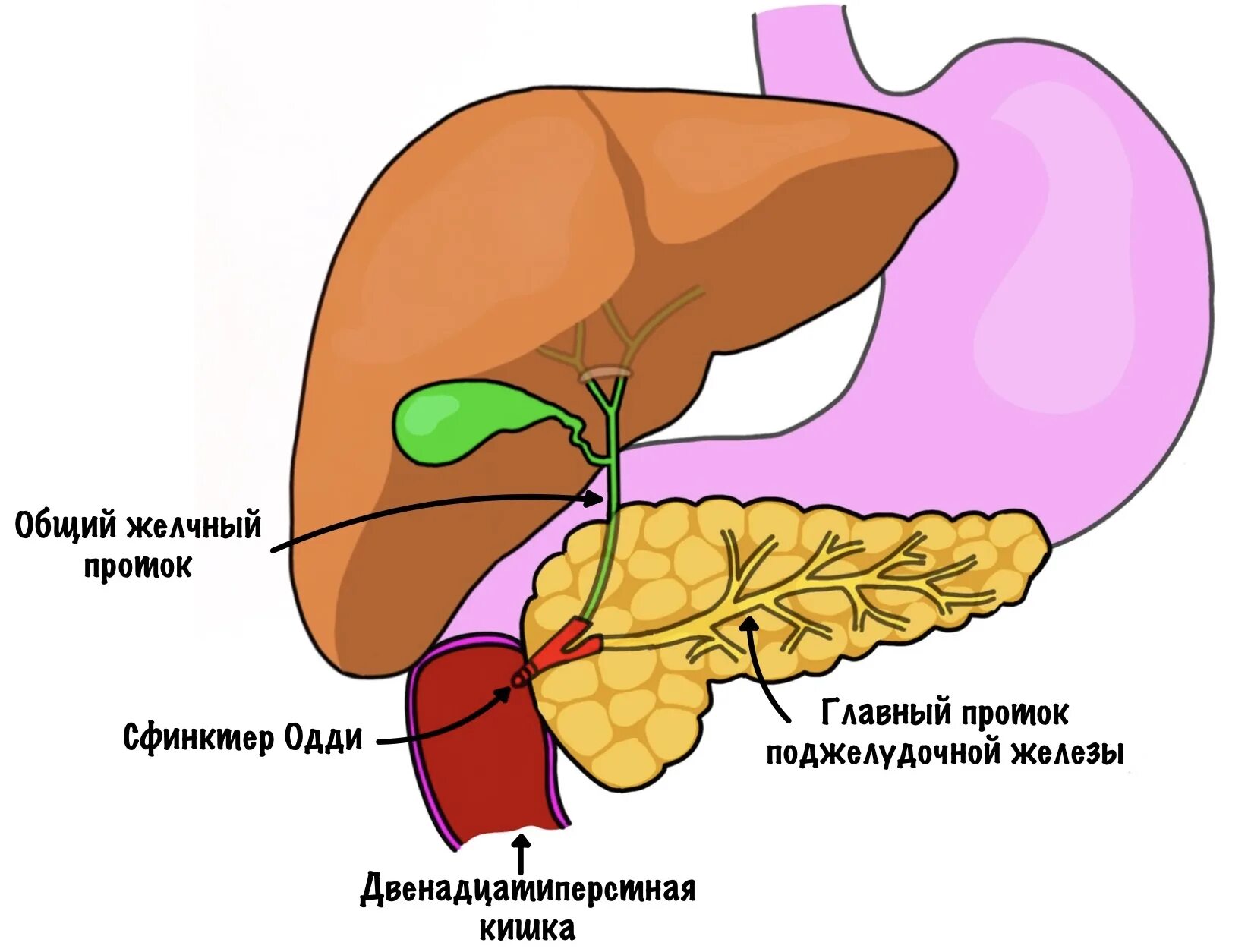 Желудок печень поджелудочная железа желчный пузырь. Поджелудочная железа сфинктер Одди. Желчный пузырь сфинктер Одди анатомия. Печень и поджелудочная железа анатомия. Протоки желчного пузыря и поджелудочной железы.