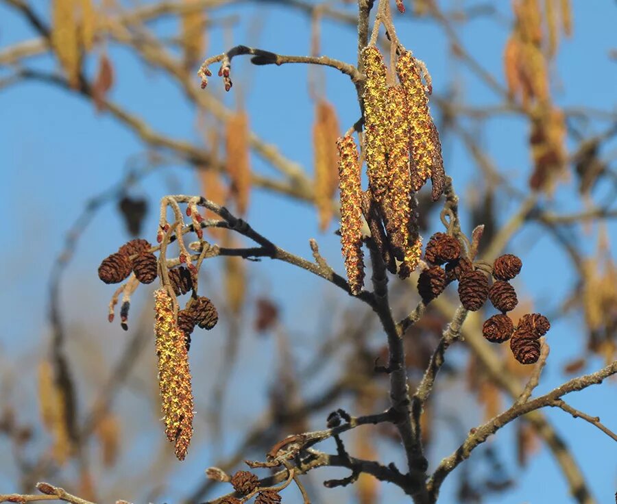 на горе стоит ольха. гора хуаншань китай сосны. на горе стоит ольха. дерево на холме. ольха цветение.