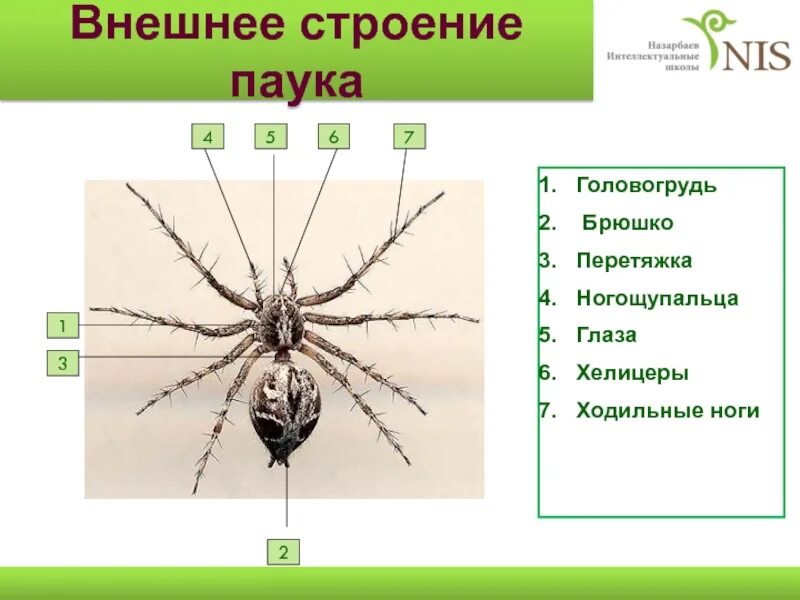 Установи соответствие между паукообразными и насекомыми. Внешнее строение паука. Строение насекомых и паукообразных. Строение паука. Насекомые и пауки строение.