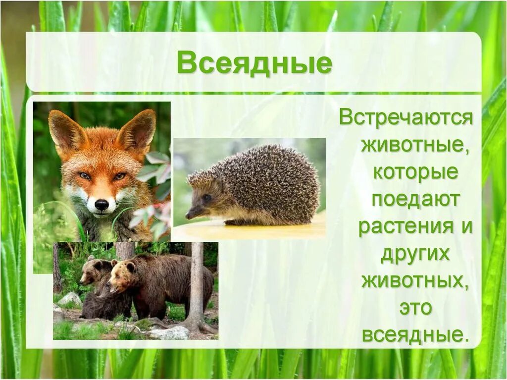 Какие животные всеядные примеры Картинки ВСЕЯДНЫЕ ЗВЕРИ