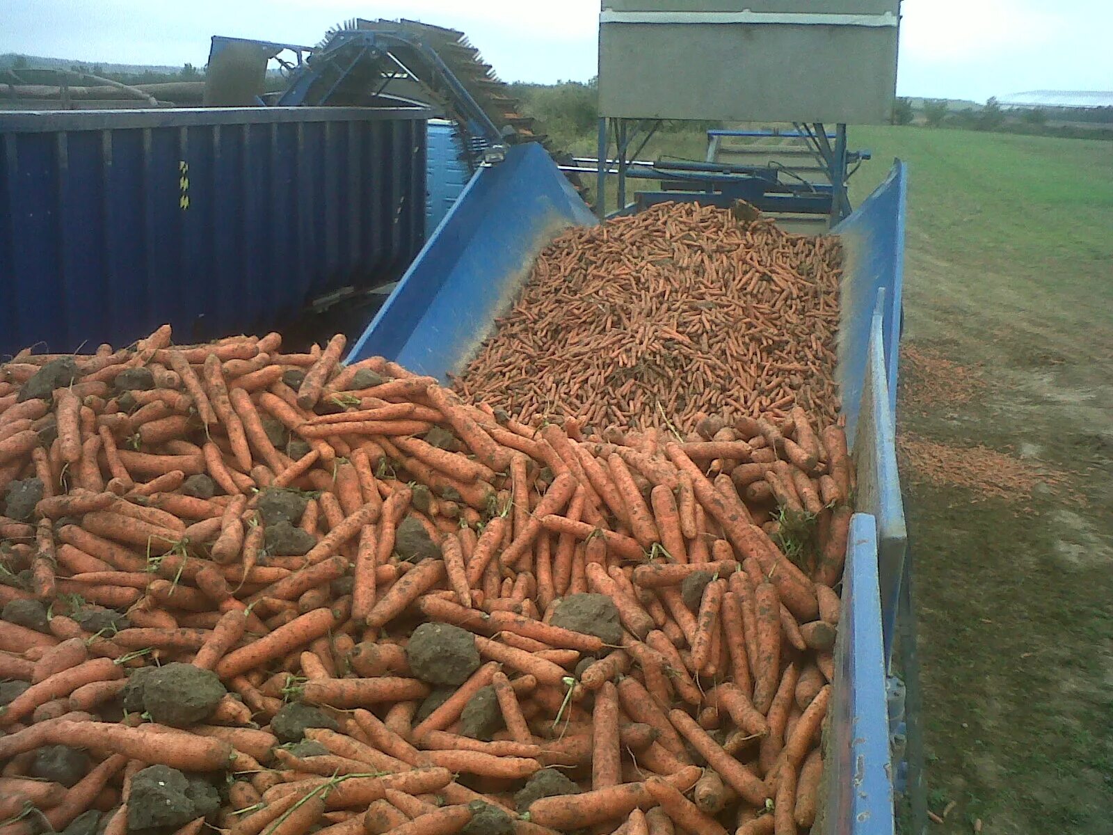 Carrot Farm. Маленькая ферма моркови на жителе. Ферма морковь фото. Ферма моркови из ели.