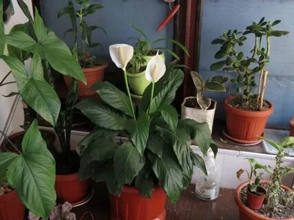 Цветы которые не требуют ухода