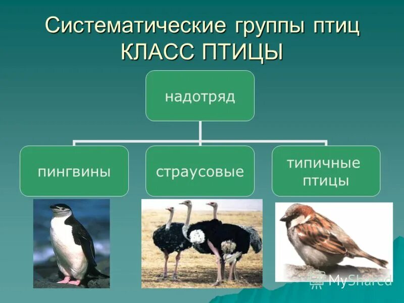 Приведите примеры птиц. Класс птицы. Систематические группы птиц. Представители экологических групп птиц. Систематика групп птиц.