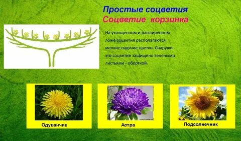 Соцветие корзинка характерно