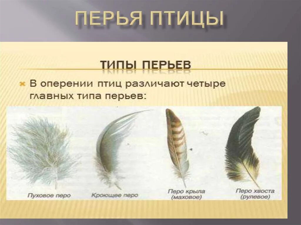 Перья птиц. Разновидности перьев. Перья различных птиц. Разновидности перьев птиц.