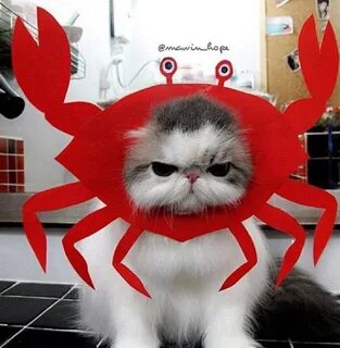 Песня крабики котики