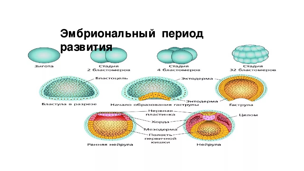 В эмбриональном этапе выделяют. Онтогенез этапы эмбрионального развития. Онтогенез эмбриональный период развития. Схема эмбрионального развития организма. Эмбриональное и постэмбриональное развитие.