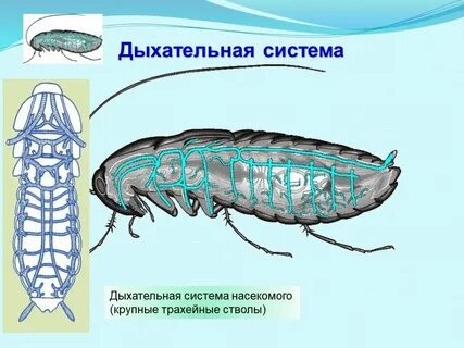 Какую функцию выполняет трахея у жука