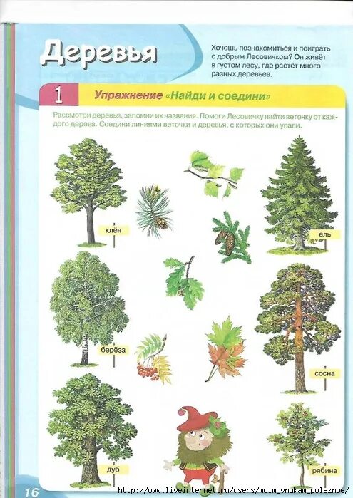 Занятия по развитию речи деревья. Теремкова деревья. деревья задания логопеда для дошкольников. теремкова тема деревья. лексическая тема деревья теремкова.