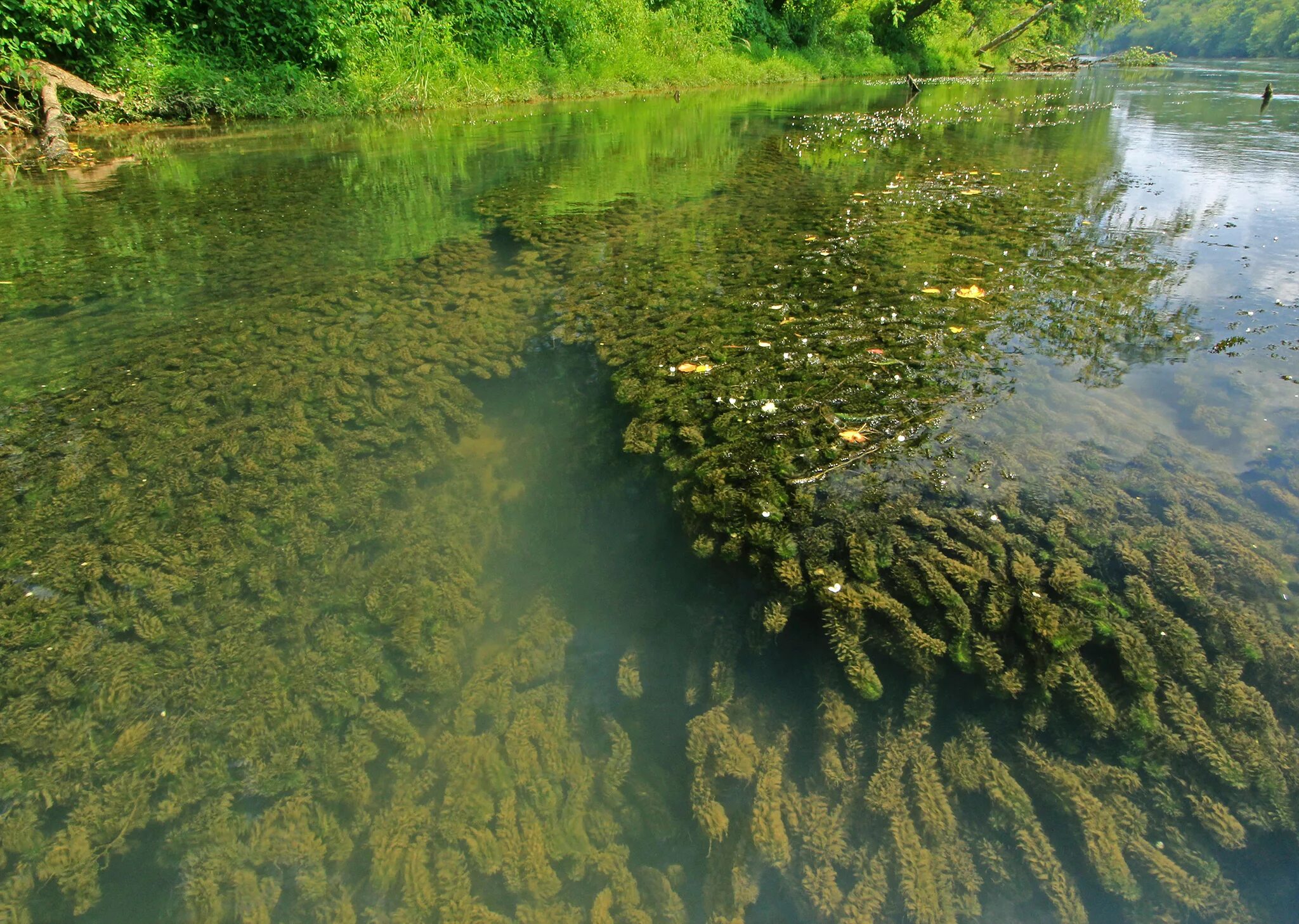 Элодея канадская. Водоемные водоросли. Уруть водяная. Водоросли в реке.