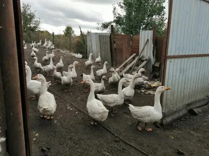 Гуси курске
