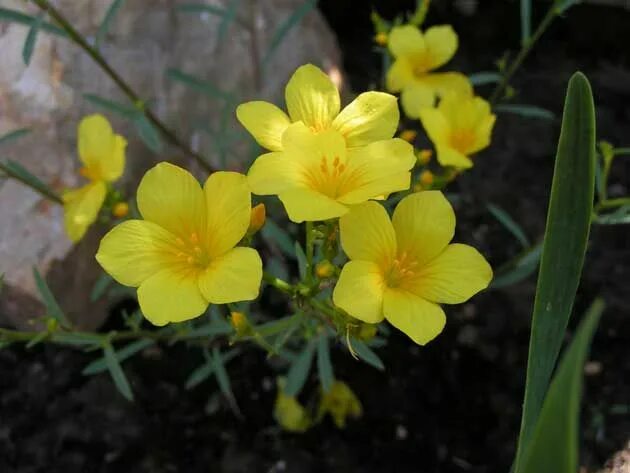 Урал лен. Linum ucranicum. Лен Уральский. Лён украинский. Лен желтый "compactum" (Linum flavum).