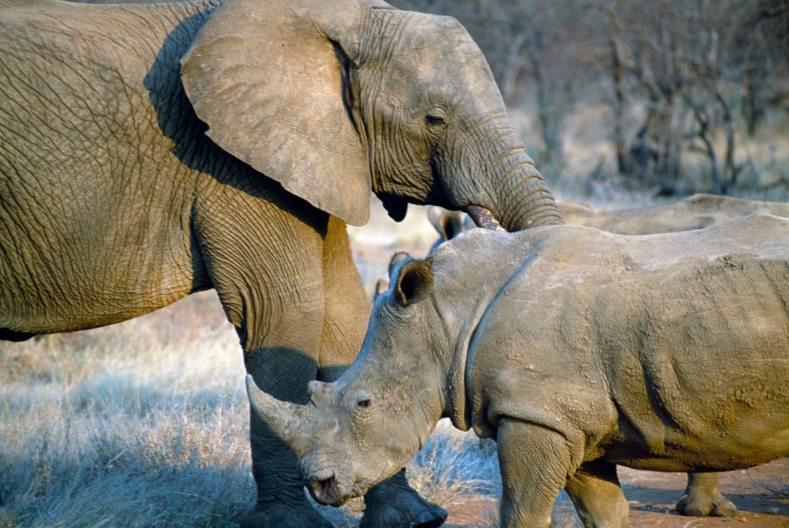 Elephant rhino. Слон и носорог. Слоны и носороги. Слоны и Бегемоты. Слон и Бегемот.
