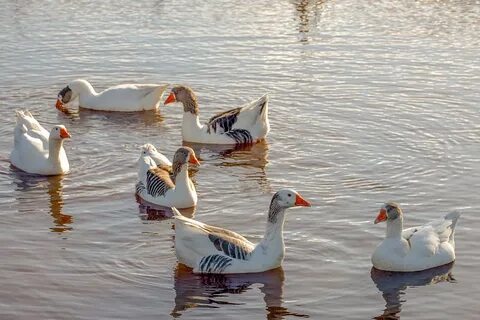 Гуси на белом море