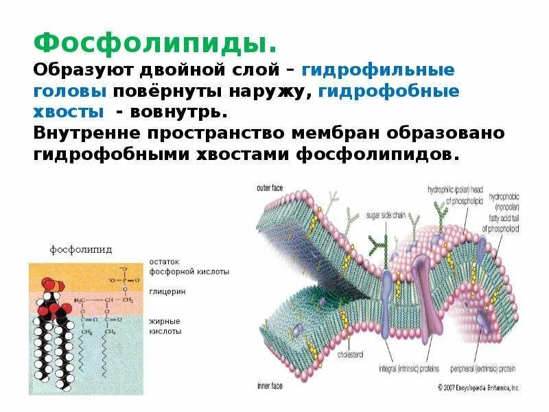 Что такое фосфолипиды. Фосфолипиды в мембране строение. строение фосфолипидов в мембране. фосфолипиды функции в мембране. фосфолипид мембраны строение.