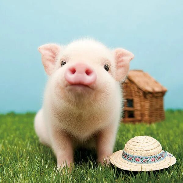 Yes, now there's a micro pig cafe