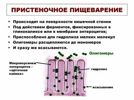 Что такое пристеночное пищеварение