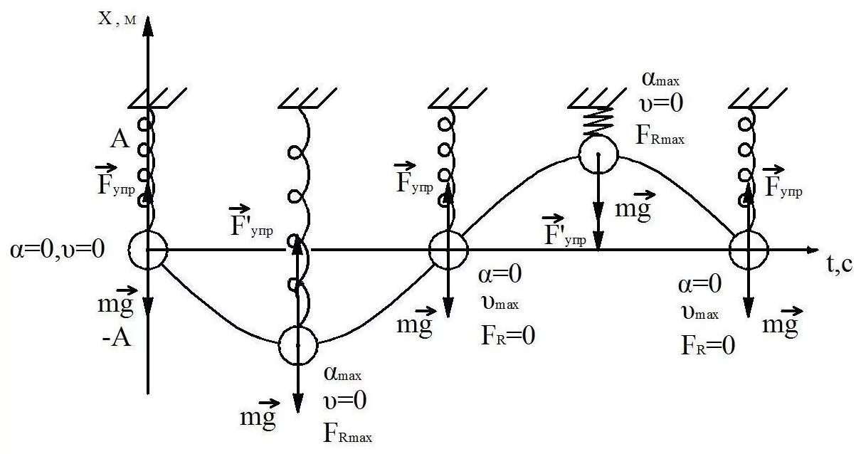 Гармонические колебания пружинного маятника. График колебаний пружинного маятника. Фаза колебаний пружинного маятника. Одно полное колебание пружинного маятника. Частота колебаний пружинного маятника определение