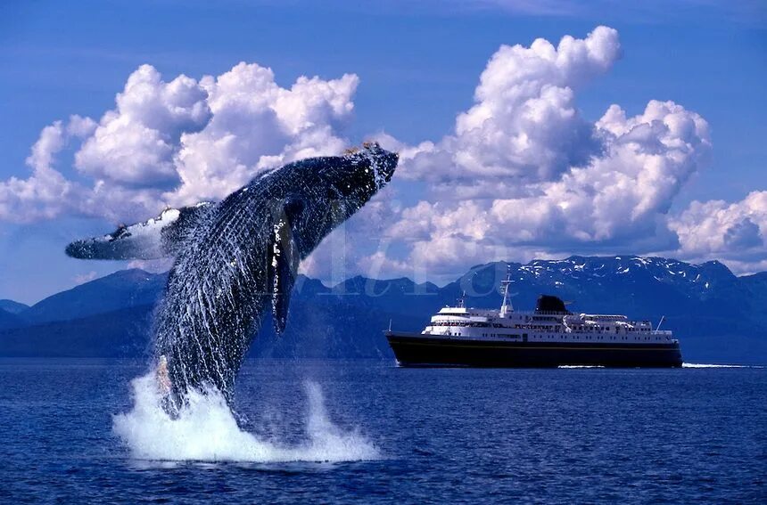 Горбатый кит Аляска. Киты горбачи Аляска. Аляска киты в Джуно. Киты в Канаде. Аляска кит