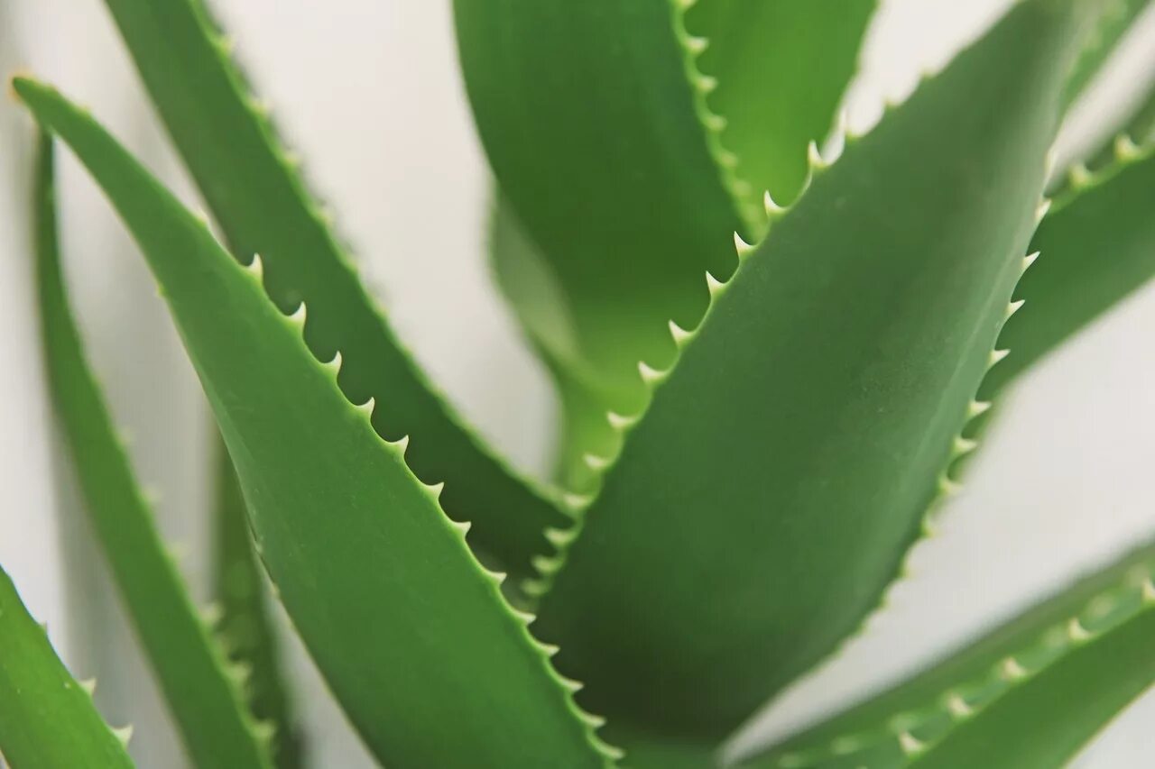 8 aloes. Алоэ конголензис. Алоэ столетник Бабушкин.