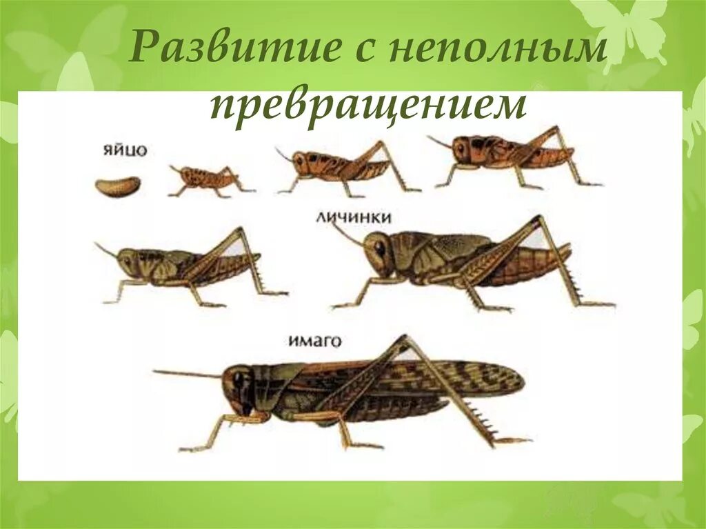 Неполное превращение личинка. Развитие с неполным метаморфозом у насекомых. стадии развития насекомых с неполным превращением. цикл развития кузнечика схема. яйцо личинка имаго.