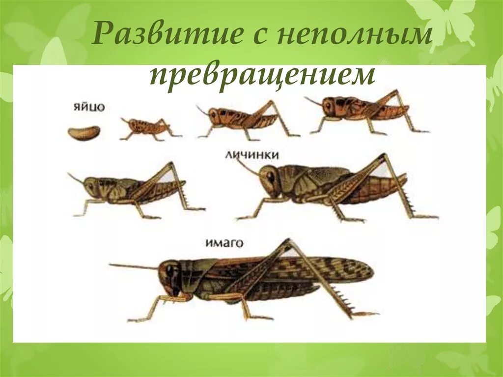 Саранча без метаморфоза. Развитие с неполным метаморфозом у насекомых. Стадии развития насекомых с неполным превращением. Фазы развития насекомых с неполным превращением. Развитие кузнечика с неполным превращением.