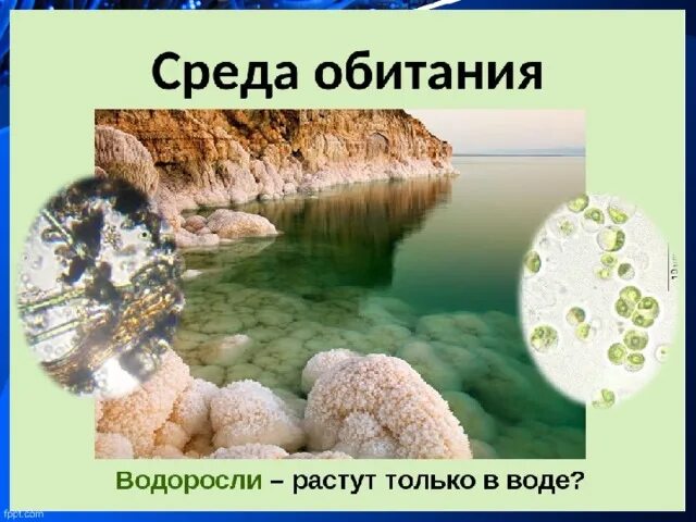 Фукус среда обитания водная. Среда обитания водорослей. Ламинария среда обитания. Место обитания водоросле. Местообитание водорослей.