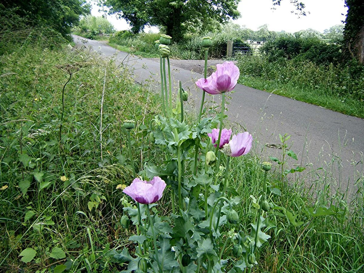 Как отличить мак. Опиумный мак. мак снотворный. papaver somniferum giganteum. мак снотворный фиолетовый.