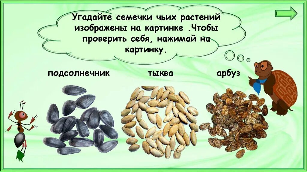 Презентация на урок окружающий мир 1 класс. Что общего у разных растений. что общего у растений 1 класс окружающий мир. окружающий что общего у разных растений. окружающий мир 1 класс 1 что общего у разных растений.