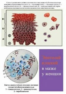 Клетки эпителия выделяют слизь у червей