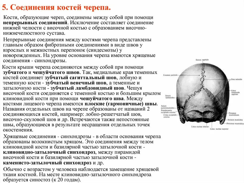 Теменная и затылочная кости тип соединения. Сравнительная таблица соединения костей черепа. Типы соединения костей мозговой части черепа. Соединения костей - швы, роднички. Венечный Сагиттальный ламбдовидный шов.